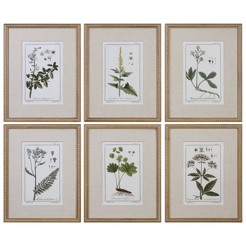 Uttermost Grace Feyock 6 Piece Floral Botanical Study Print Set