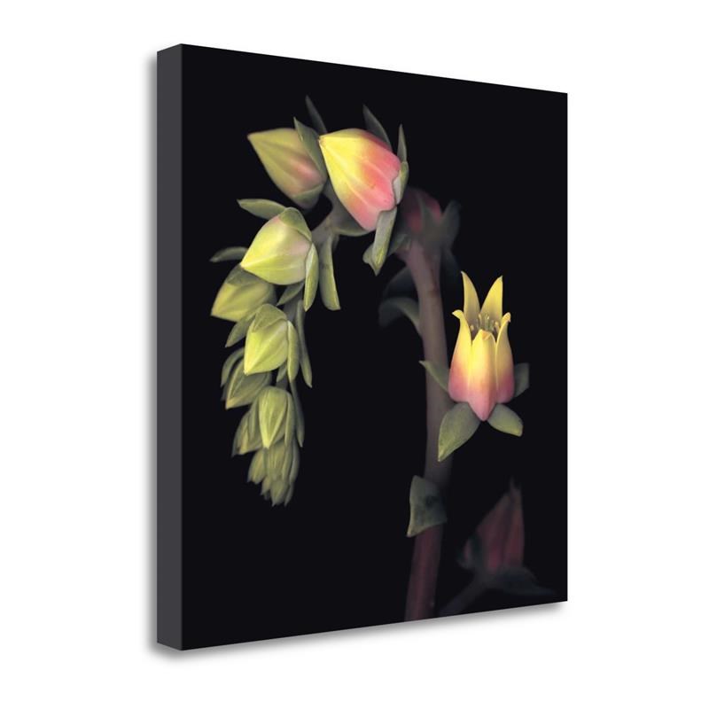 20 x 20 Echeveria by Andrew Levine - Wall Art Print on Canvas Fabric Multi-Color