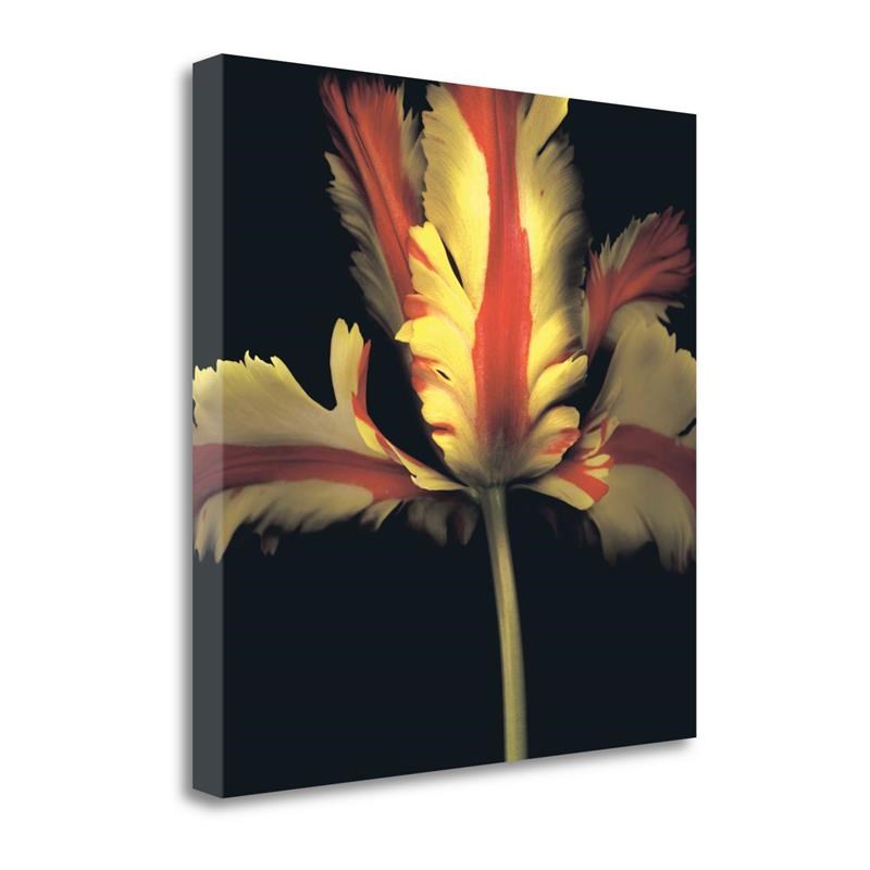 30 x 30 French Parrot Tulip By Andrew Levine Print on Canvas Fabric Multi-Color