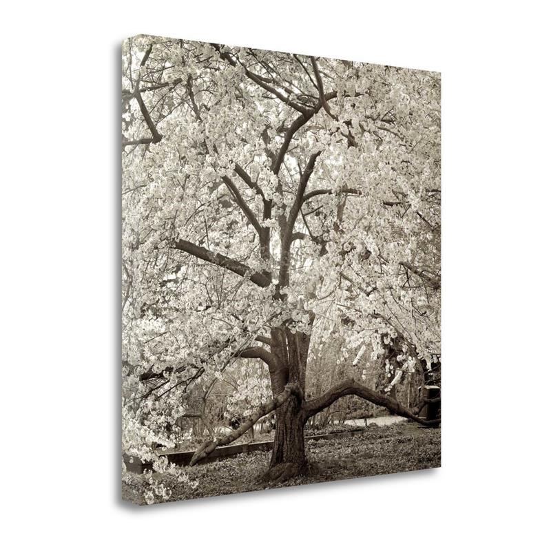 20x20 Hampton Magnolia - 2 By Alan Blaustein Print on Canvas Fabric Multi-Color