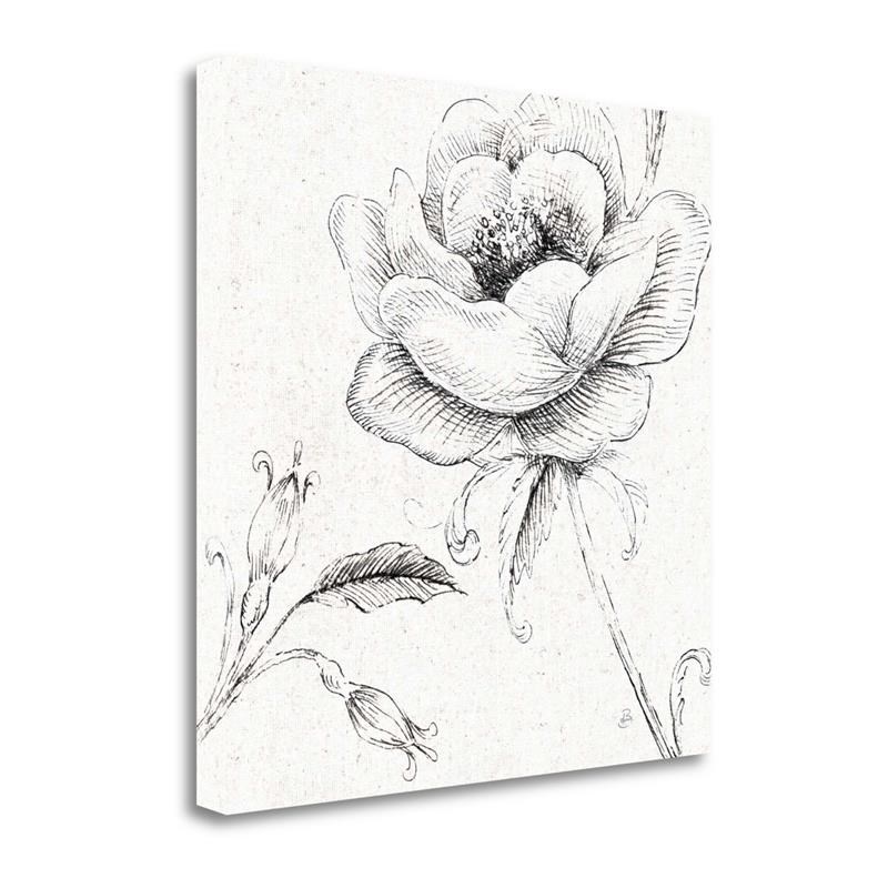 30x30 Blossom Sketches II By Daphne Brissonnet Print on CanvasFabric Multi-Color