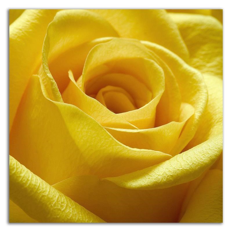 18 x 18 Yellow Rose by PhotoINC Studio - Wall Art Print on Canvas Fabric Orange