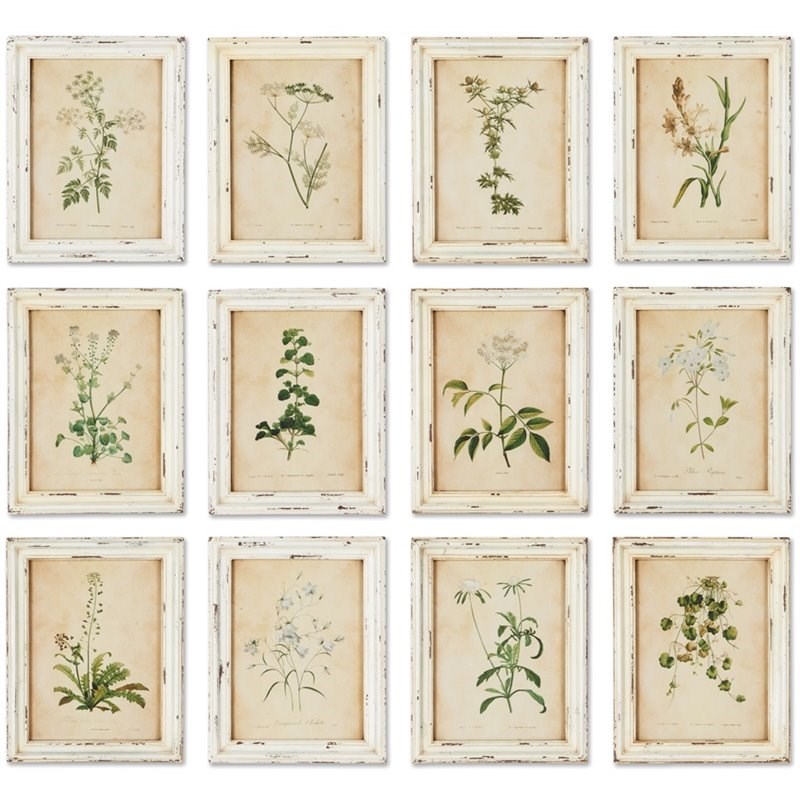 Napa Home & Garden Framed Wild Flower Botanical Prints in Cream (Set of ...